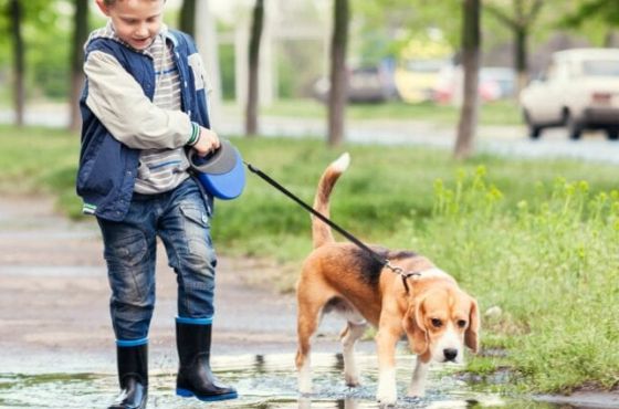ძაღლის ღია სივრცეში საბელის ან ალიკაპის გარეშე გაყვანაზე ჯარიმა 20-დან 150 ლარამდე იზრდება