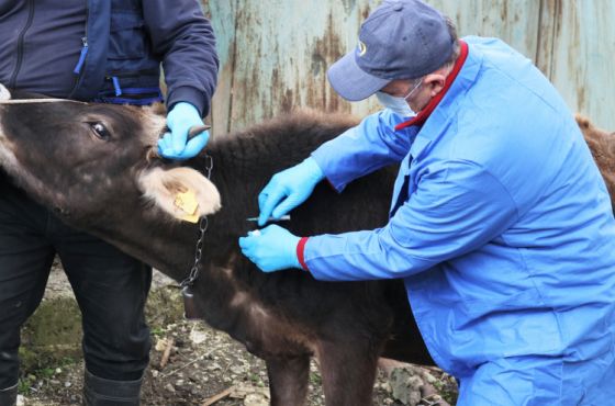 ხონში მსხვილფეხა პირუტყვს ცოფი დაუდასტურდა