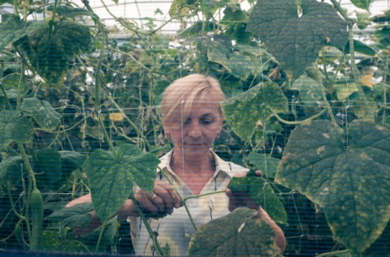 "მინდა ის გზა გაიარონ, რაც მე გავიარე" - ვანელმა ფერმერმა კიტრის სათბური თანამშრომელ ქალებს აჩუქა