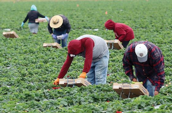 გერმანიაში სეზონურ სამუშაოზე 242 პირი დასაქმდა