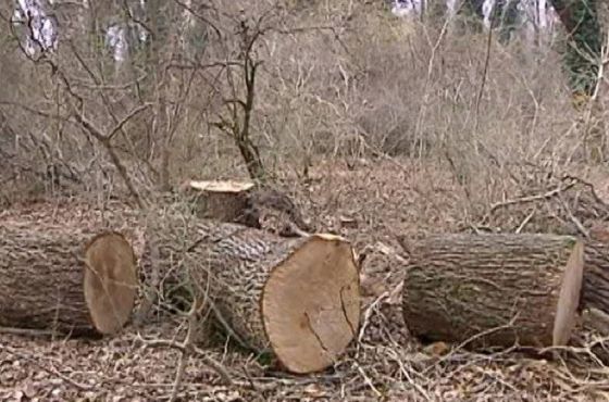 2023 წლიდან სოფლის მოსახლეობა შეშას ტყეში ვეღარ მოჭრის