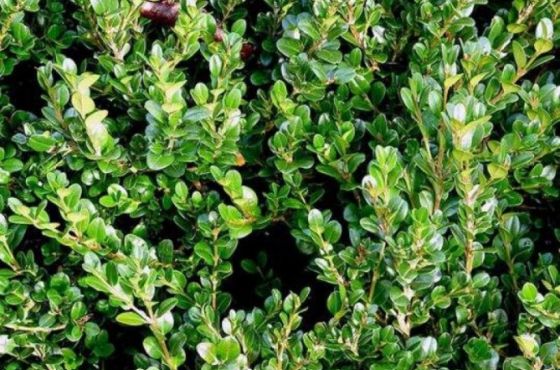 ტყიბულში ბზის უკანონო მოპოვების და ტრანსპორტირების ფაქტი გამოვლინდა