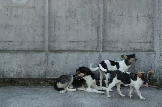 ხონში, ცოფის დადასტურების გამო, კარანტინი გამოცხადდება