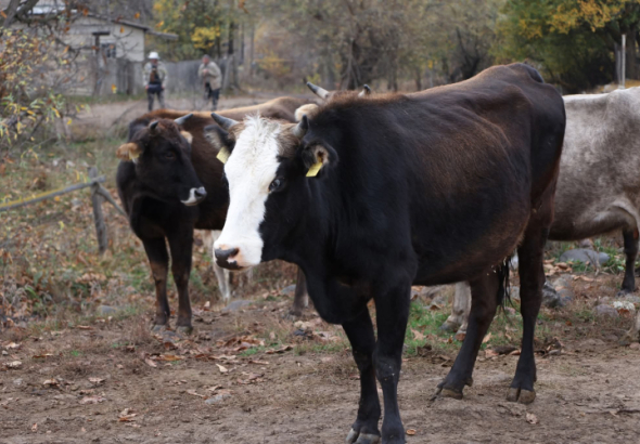 საქართველოს მთავრობის დადგენილებით, 2026 წლის 27 იანვრიდან,
ცოფით მსხვილფეხა და წვრილფეხა (ცხვარი, თხა, ღორი) ცხოველის
სიკვდილის შემთხვევაში, მეპატრონე კომპენსაციას მიიღებს.