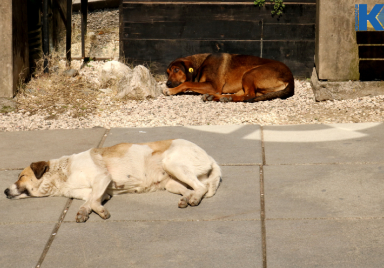 2025 წელს 11 514 მიუსაფარ ცხოველს სტერილიზაცია/კასტრაცია ჩაუტარდა — ცხოველთა მონიტორინგის სააგენტო