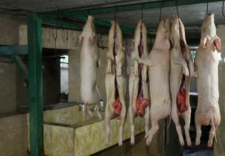 სურსათის ეროვნულმა სააგენტომ ქუთაისში არალეგალური სასაკლაო გამოავლინა 