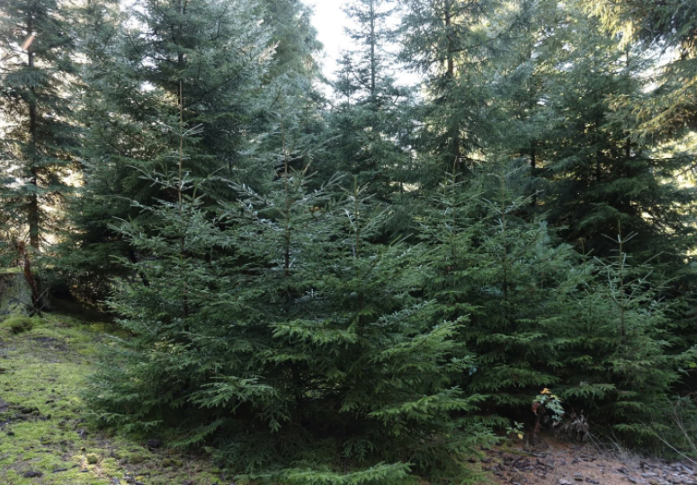 კანონმდებლობა მკაცრდება - ნაძვის უკანონო ჭრაზე, პირველ ჯერზე, ჯარიმა 2000 ლარი იქნება