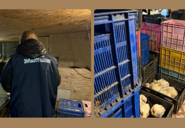 თერჯოლის სოფელში ფრინველთა არალეგალური სასაკლაო გამოავლინეს