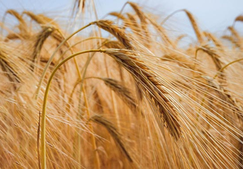 UNESCO-მ ქართული ხორბლის კულტურა არამატერიალური კულტურული მემკვიდრეობის ნუსხაში შეიტანა - სამინისტრო