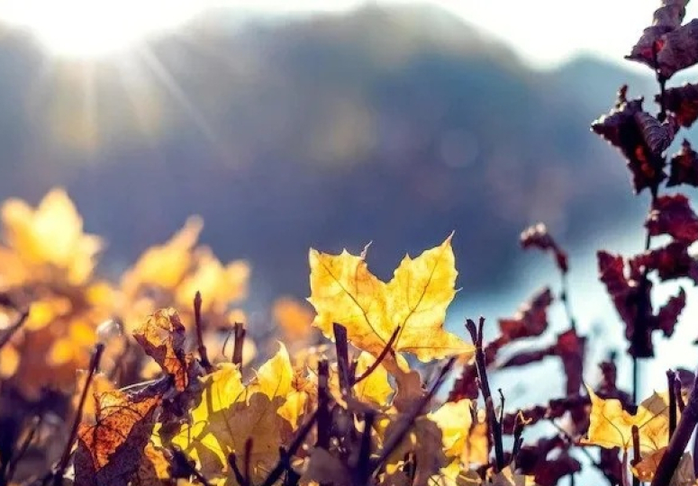 22 დეკემბრის ჩათვლით, საქართველოში უნალექო ამინდი შენარჩუნდება