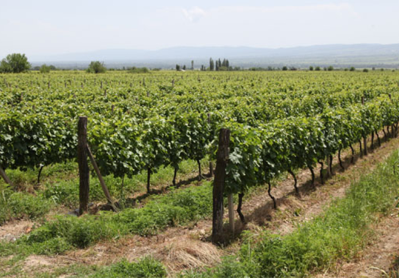 ვენახის სამეწარმეო მიზნით გაშენებას თანხმობა დასჭირდება