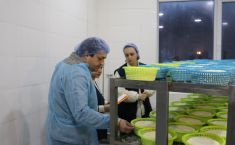 სურსათის სააგენტომ, იმერეთში, ყველის არალეგალური საწარმოები გამოავლინა