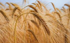 UNESCO-მ ქართული ხორბლის კულტურა არამატერიალური კულტურული მემკვიდრეობის ნუსხაში შეიტანა - სამინისტრო