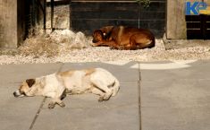 2025 წელს 11 514 მიუსაფარ ცხოველს სტერილიზაცია/კასტრაცია ჩაუტარდა — ცხოველთა მონიტორინგის სააგენტო