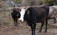 ცოფით ცხოველის სიკვდილის შემთხვევაში, მეპატრონე კომპენსაციას მიიღებს 