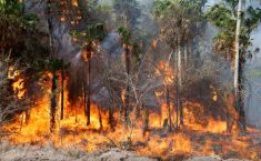 საქართველოში ტყის ხანძრების რამდენიმე კერა ფიქსირდება