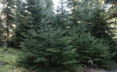 კანონმდებლობა მკაცრდება - ნაძვის უკანონო ჭრაზე, პირველ ჯერზე, ჯარიმა 2000 ლარი იქნება