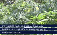 იმერეთსა და რეგიონებში, ნარკოდანაშაულის ბრალდებით, 7 პირი დააკავეს