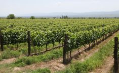 ვენახის სამეწარმეო მიზნით გაშენებას თანხმობა დასჭირდება