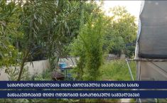 იმერეთსა და რეგიონებში, ნარკოდანაშაულის ბრალდებით, 14 პირი დააკავეს