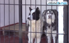  ქუჩაში გაშვებული ძაღლები მეპატრონის მოლოდინში (ვიდეო)