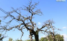 საღორიის ტყეში მუხის ხეები ხმება (ფოტო)